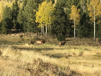Log Home  - Extraordinary 35 acres in Central Colorado Mtns - image 41