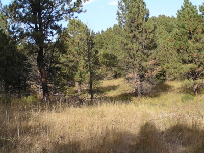 Prime Montana Hunting Acreage on Swimming Woman Creek - image 3