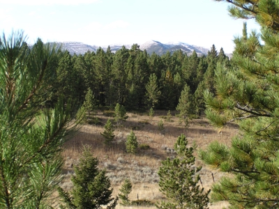 Prime Montana Hunting Acreage on Swimming Woman Creek - image 7