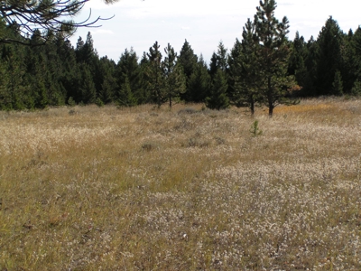 Prime Montana Hunting Acreage on Swimming Woman Creek - image 14