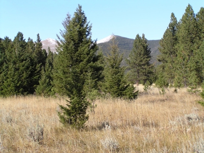 Prime Montana Hunting Acreage on Swimming Woman Creek - image 11