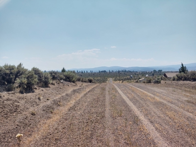 California Pines Lake Unit 1-A Modoc County +/-1 Acre - image 8