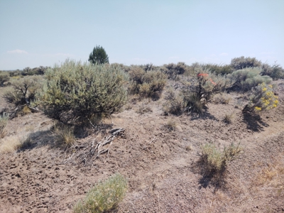 California Pines Lake Unit 1-A Modoc County +/-1 Acre - image 7
