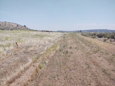 Level Lot Close to California Pines Entrance - image 6