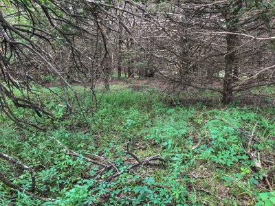 Investment Kansas Land • Mineral Income • Whitetail Hunting - image 16