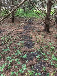 Investment Kansas Land • Mineral Income • Whitetail Hunting - image 17
