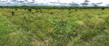 Investment Kansas Land • Mineral Income • Whitetail Hunting - image 8