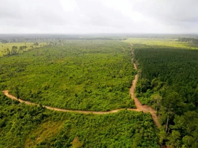 418 Acres Hunting Timberland for Sale Amite County MS - image 8