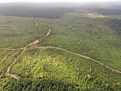 418 Acres Hunting Timberland for Sale Amite County MS - image 5