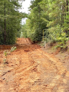 418 Acres Hunting Timberland for Sale Amite County MS - image 4