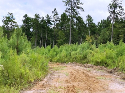418 Acres Hunting Timberland for Sale Amite County MS - image 2