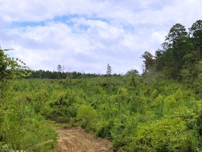 418 Acres Hunting Timberland for Sale Amite County MS - image 3