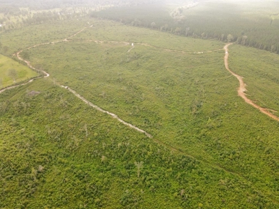 418 Acres Hunting Timberland for Sale Amite County MS - image 6