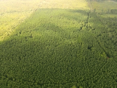 418 Acres Hunting Timberland for Sale Amite County MS - image 7
