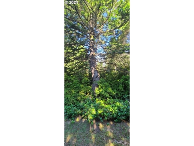 5.84 Acre Vacant Land For Sale On The Oregon Coast - image 5