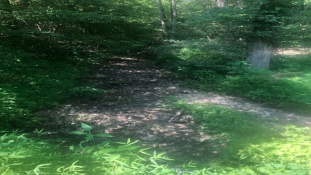 Large Tract of Land in the Ozark Mountains - image 24