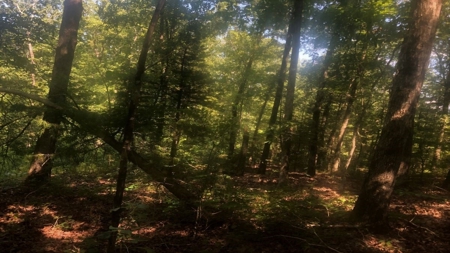Large Tract of Land in the Ozark Mountains - image 20