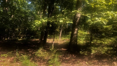Large Tract of Land in the Ozark Mountains - image 18