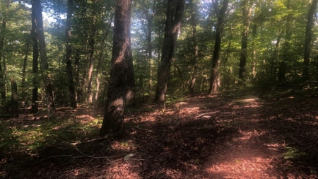 Large Tract of Land in the Ozark Mountains - image 19