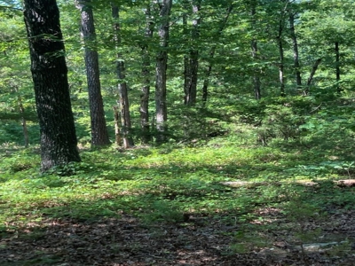 Large Tract of Land in the Ozark Mountains - image 4