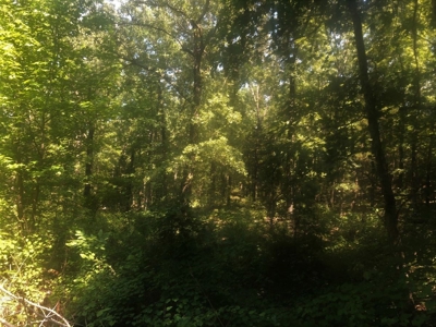 Large Tract of Land in the Ozark Mountains - image 17