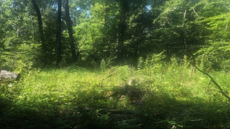 Large Tract of Land in the Ozark Mountains - image 21