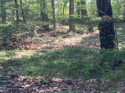 Large Tract of Land in the Ozark Mountains - image 3