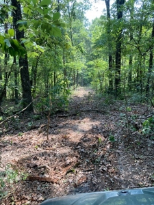 Large Tract of Land in the Ozark Mountains - image 30