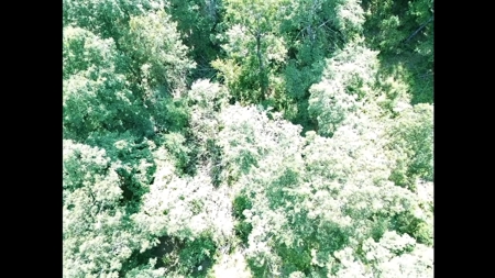 Large Tract of Land in the Ozark Mountains - image 6