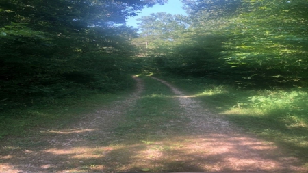 Large Tract of Land in the Ozark Mountains - image 25