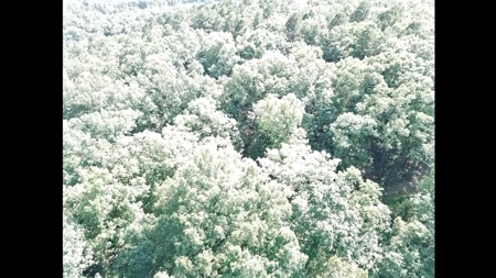 Large Tract of Land in the Ozark Mountains - image 7