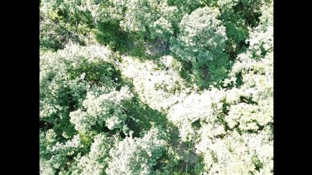 Large Tract of Land in the Ozark Mountains - image 5