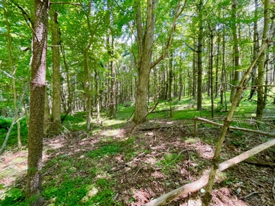 Wooded Property for Sale Near the Blue Ridge Parkway - image 4