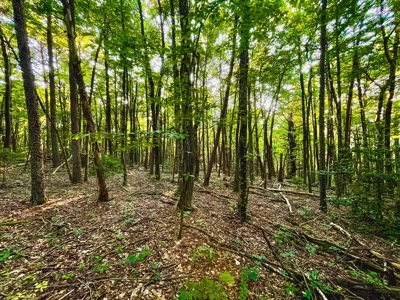 Wooded Property for Sale Near the Blue Ridge Parkway - image 12