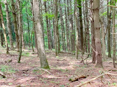 Wooded Property for Sale Near the Blue Ridge Parkway - image 8