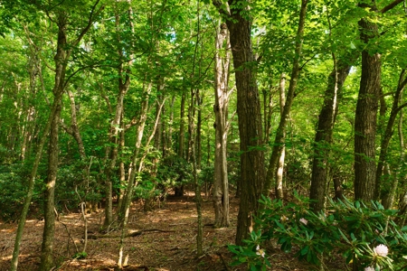 Wooded Property for Sale Near the Blue Ridge Parkway - image 13