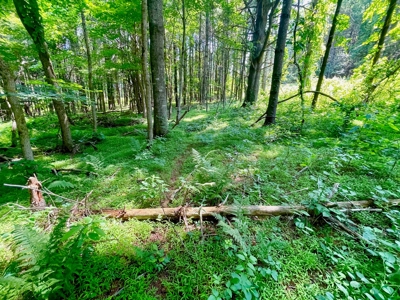Wooded Property for Sale Near the Blue Ridge Parkway - image 6