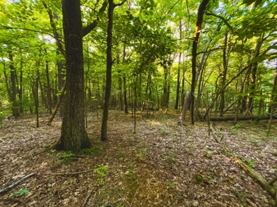 Wooded Property for Sale Near the Blue Ridge Parkway - image 11