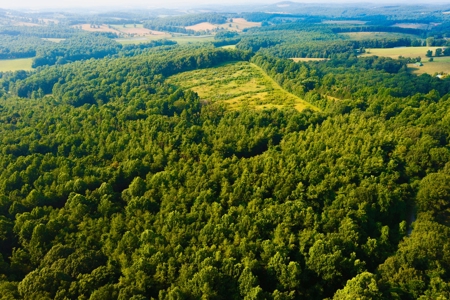 Wooded Property for Sale Near the Blue Ridge Parkway - image 1