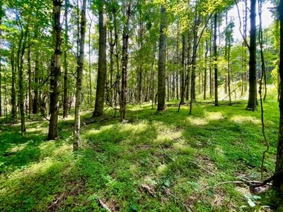 Wooded Property for Sale Near the Blue Ridge Parkway - image 5