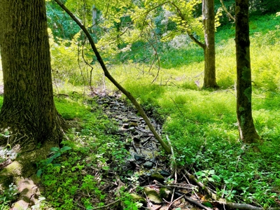 Wooded Property for Sale Near the Blue Ridge Parkway - image 3