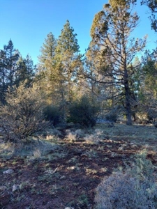 30 +/- acres, borders US Forest Service - image 9