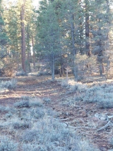 30 +/- acres, borders US Forest Service - image 12