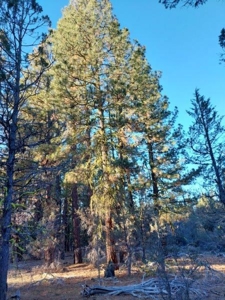 30 +/- acres, borders US Forest Service - image 10