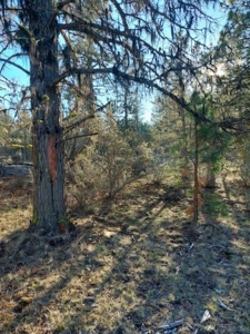 30 +/- acres, borders US Forest Service - image 16