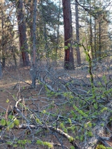 30 +/- acres, borders US Forest Service - image 6