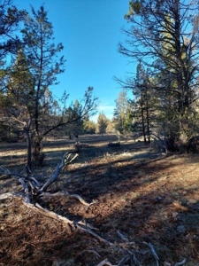 30 +/- acres, borders US Forest Service - image 17
