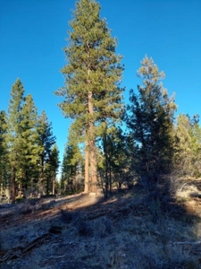30 +/- acres, borders US Forest Service - image 11