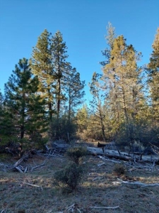 30 +/- acres, borders US Forest Service - image 8