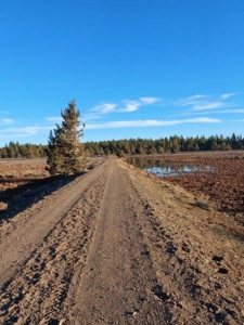 30 +/- acres, borders US Forest Service - image 14